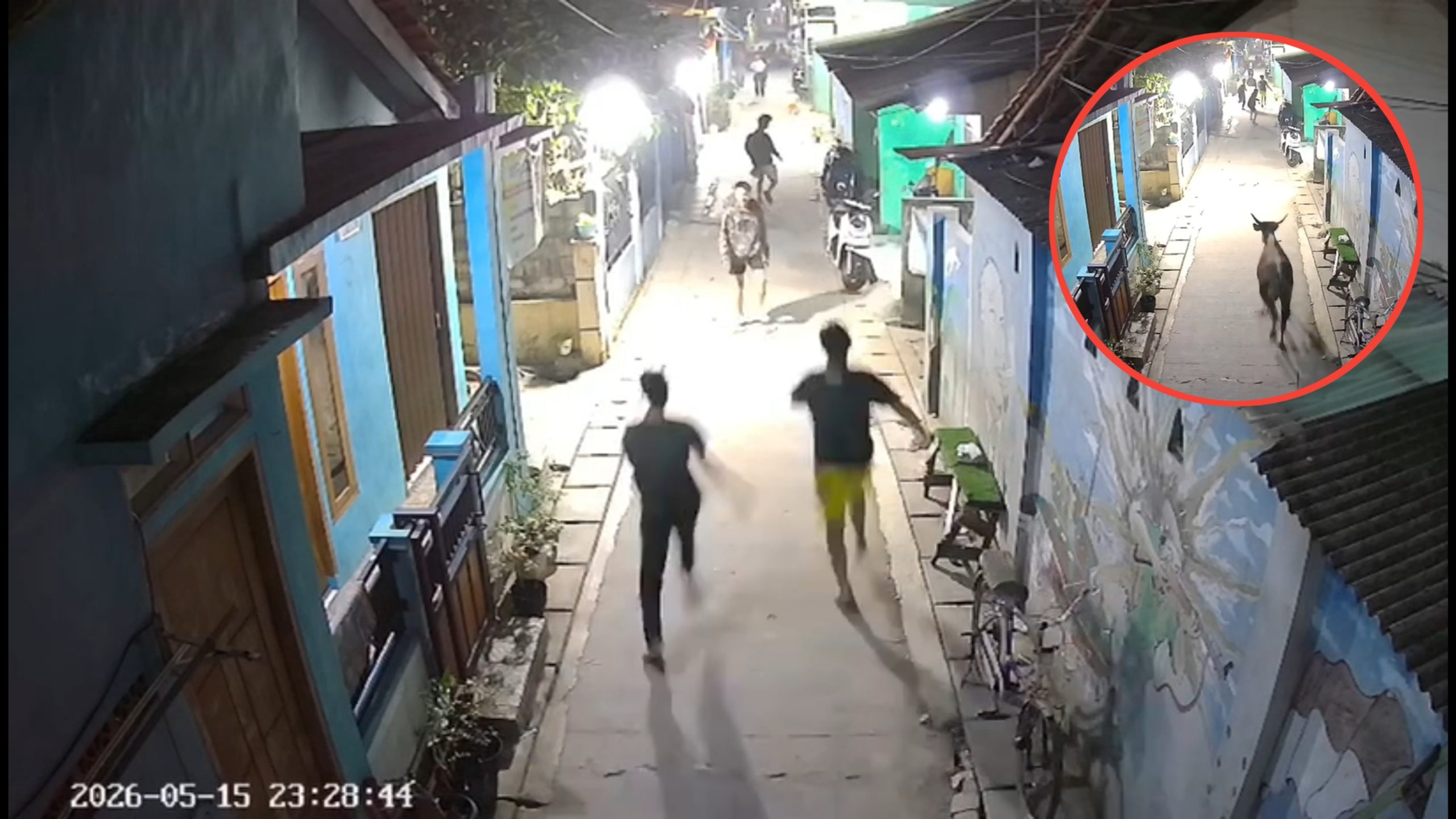 Sedang Asyik Nongkrong, Warga di Bekasi Ini Dibuat Panik karena Dikejar Sapi (TikTok/@fajriphobic444)