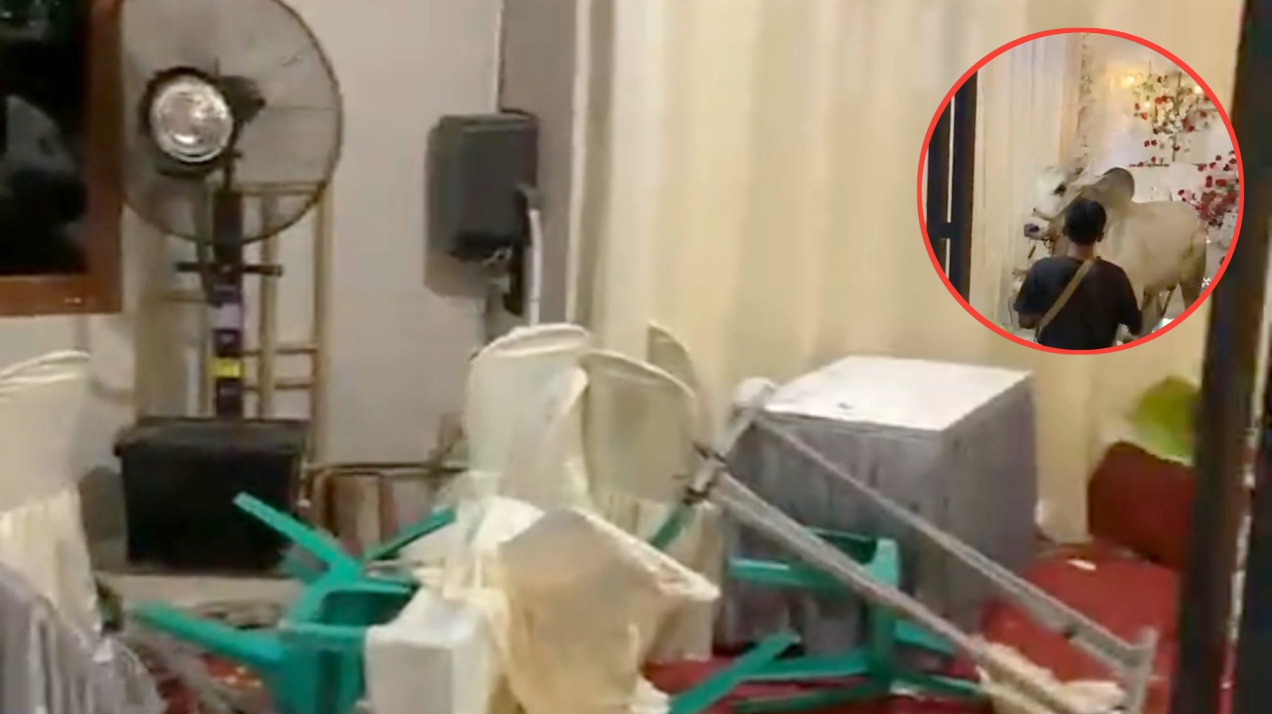Sapi Kurban Mengamuk H-1 Lebaran, Tenda Akad Nikah di Banyumas Ini Jadi Sasaran (TikTok/@meiwinda75)