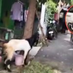 Momen Lucu Kambing Ini Selalu Teriak Saat Ditinggal Pemiliknya, Tidak Bisa Ditinggal Sendirian