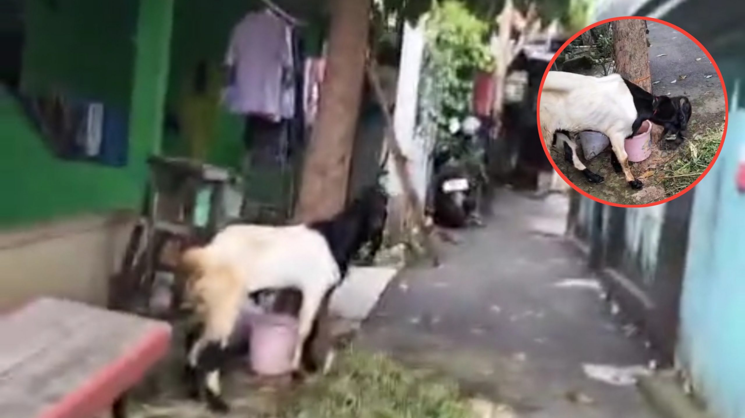 Momen Lucu Kambing Ini Selalu Teriak Saat Ditinggal Pemiliknya, Tidak Bisa Ditinggal Sendirian (TikTok/@faris_1283)