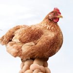 Total Produksi Telur sebagai Sumber Protein Hewani Paling Terjangkau di Kota Bandung