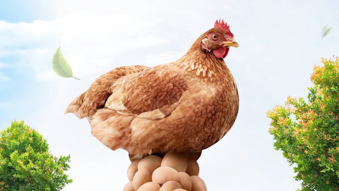 Total Produksi Telur sebagai Sumber Protein Hewani Paling Terjangkau di Kota Bandung