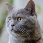5 Cara Merawat Kucing agar Punya Umur Panjang dan Tetap Sehat