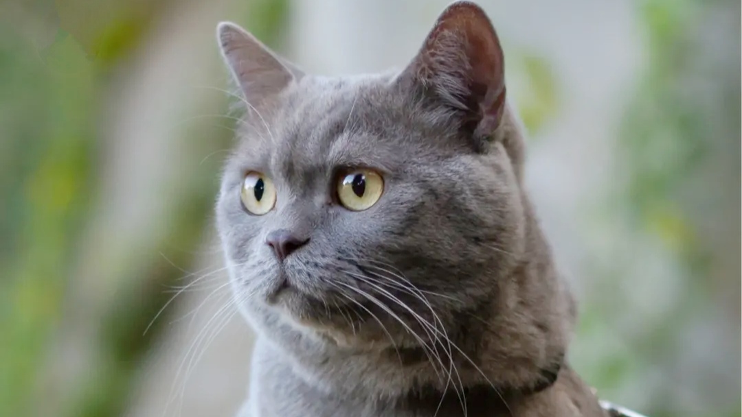 5 Cara Merawat Kucing agar Punya Umur Panjang dan Tetap Sehat 5 Cara Merawat Kucing agar Punya Umur Panjang dan Tetap Sehat