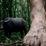Rahasia Suku Kajang dalam Menjaga Alam, 313 Hektare Hutan Aman dari Pembabatan