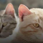 Inilah Alasan Mengapa Telinga Manusia Mendengar Suara Kucing Berbeda di Setiap Negara