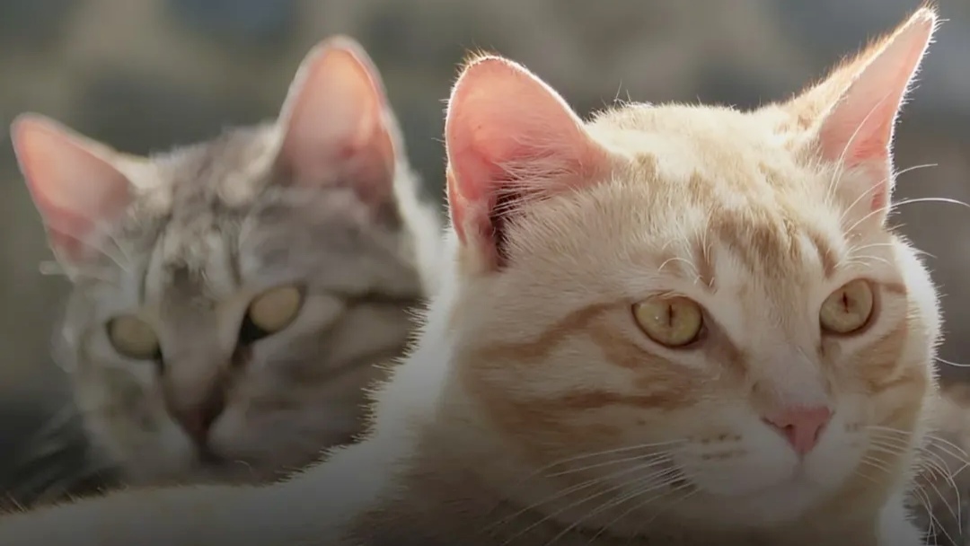 Inilah Alasan Mengapa Telinga Manusia Mendengar Suara Kucing Berbeda di Setiap Negara Inilah Alasan Mengapa Telinga Manusia Mendengar Suara Kucing Berbeda di Setiap Negara