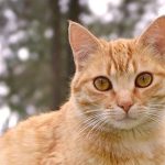 5 Hewan Peliharaan Nabi Muhammad Saw. Selain Kucing