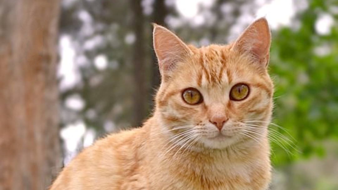 5 Hewan Peliharaan Nabi Muhammad Saw. Selain Kucing 5 Hewan Peliharaan Nabi Muhammad Saw. Selain Kucing