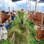 Daging Kurban Terasa Alot? Berikut Alasan dan Cara Mengantisipasinya!