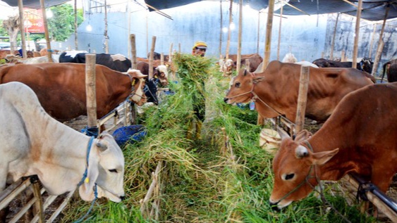 Daging Kurban Terasa Alot? Berikut Alasan dan Cara Mengantisipasinya!