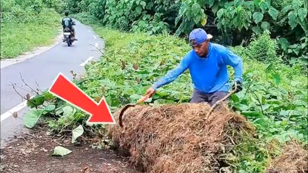 Penjual Sayur Keliling di Maluku Tengah Ini Babat Rumput Liar yang Telan Setengah Jalan Raya Penjual Sayur Keliling di Maluku Tengah Ini Babat Rumput Liar yang Telan Setengah Jalan Raya