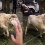 Momen Haru Domba Ini Beri Isyarat Dadah-dadah ke Pemiliknya Sebelum Dikurbankan