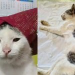 Kabar Duka! Bobo, Kucing Ikonik di Balik Meme “Onde Mande” Meninggal Dunia