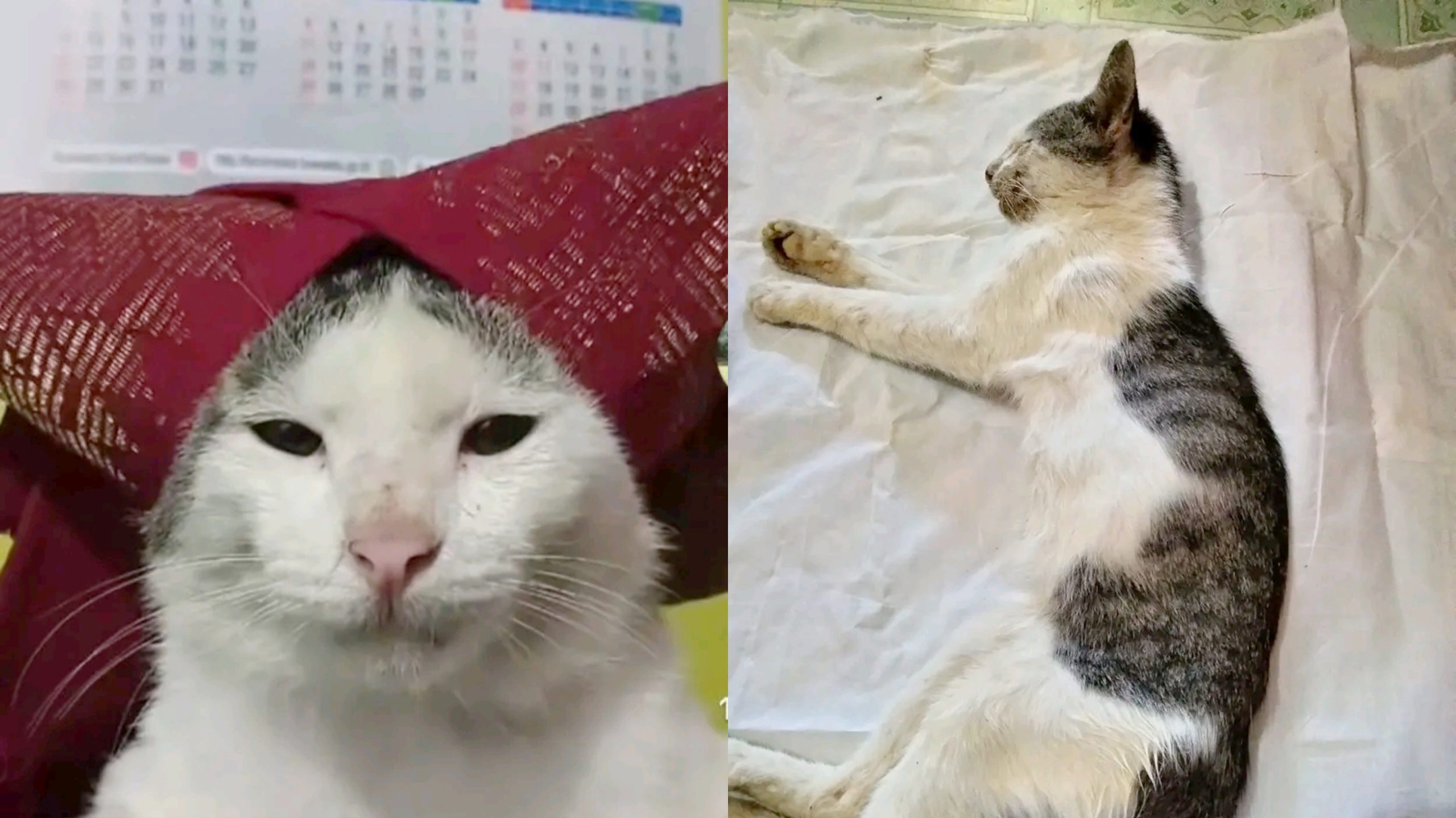 Kabar Duka! Bobo, Kucing Ikonik di Balik Meme "Onde Mande" Meninggal Dunia (Facebook/Revi Elvira)