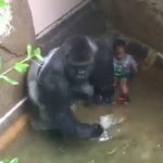 Mengenang Insiden Tragis Harambe, Sempat Jadi Meme dan Hidupkan Lagi Isu Satwa