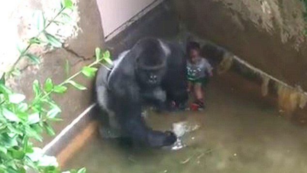 Mengenang Insiden Tragis Harambe, Sempat Jadi Meme dan Hidupkan Lagi Isu Satwa Mengenang Insiden Tragis Harambe, Sempat Jadi Meme dan Hidupkan Lagi Isu Satwa