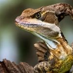 7 Hewan yang Punya Nama Unik dan Lucu