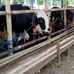 3 Tips Beli Hewan Kurban dari Jauh Hari, Jangan Dadakan!