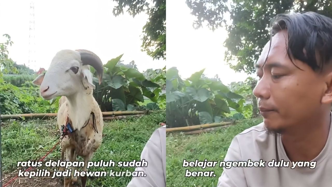 Momen Kocak Pedagang Ini Ungkap Alasan Kambingnya Tidak Laku Dijual Saat Idul Adha Momen Kocak Pedagang Ini Ungkap Alasan Kambingnya Tidak Laku Dijual Saat Idul Adha