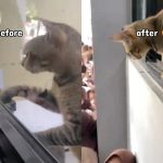 Momen Ketika Kucing Ini Terjebak di Dalam Kelas dan Pintar Buka Jendela Sendiri