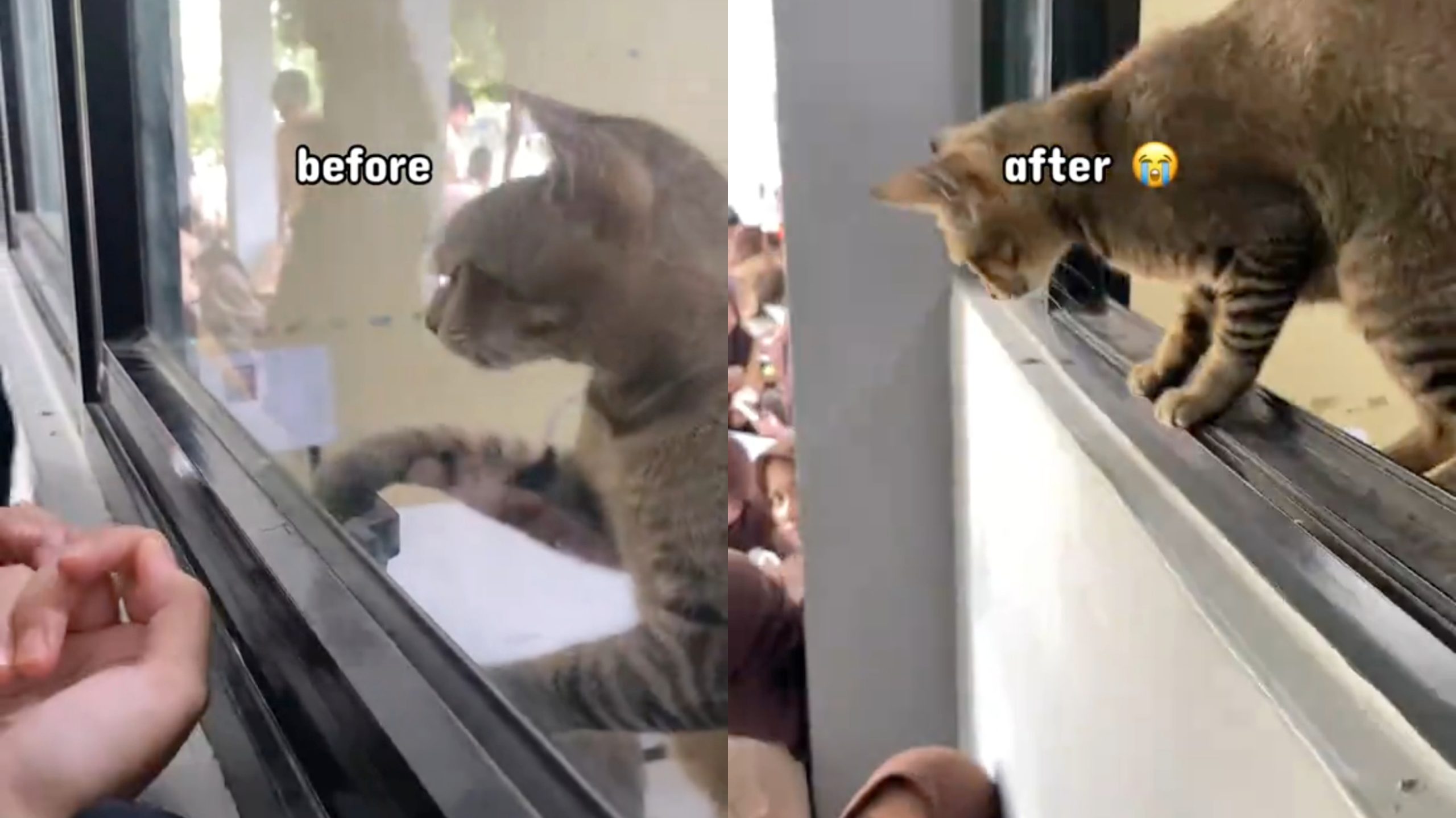 Momen Ketika Kucing Ini Terjebak di Dalam Kelas dan Pintar Buka Jendela Sendiri (TikTok/@ssatavrls_)