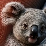 Keunikan Koala, Hewan yang Punya Sidik Jari Hampir Identik dengan Manusia