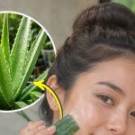 7 Tanaman yang Bermanfaat untuk Kehidupan Sehari-hari