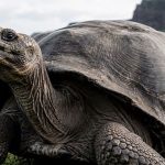 8 Hewan yang Bisa Hidup Lebih Lama dari Manusia, Ada Hewan yang Abadi!