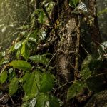 7 Hewan yang Punya Kemampuan Kamuflase di Alam Liar