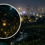 5 Penyebab Kunang-kunang yang Dulu Sering Dilihat Kini Terancam Punah