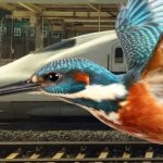 Kingfisher, Burung yang Jadi Rahasia Revolusi Kereta Cepat di Jepang