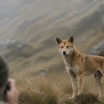 Anjing Ini Pernah Dianggap Punah, namun Ditemukan Kembali di Gunung Papua