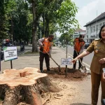 Pohon Kota Bandung Kembali Ditebang Ilegal, Pemkot Ungkap Sanksi dan Langkah Pemulihan