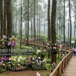 Orchid Forest Cikole, Pesona Hutan Pinus dan Anggrek di Lembang